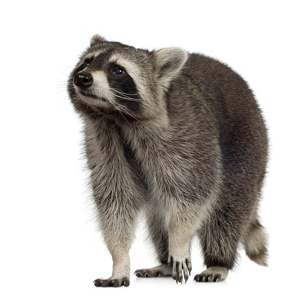 istock Nine-month old raccoon Procyon lotor on white background 116596021