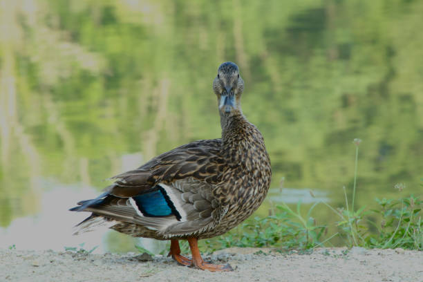 istock Female Mallard Looking at the Camera 1165960640
