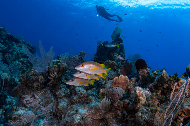 istock Marine life and diver 1165961854