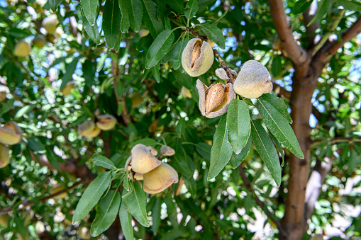 Plums in an orchard in France in summer. Blue and purple plums in the garden, prunus domestica