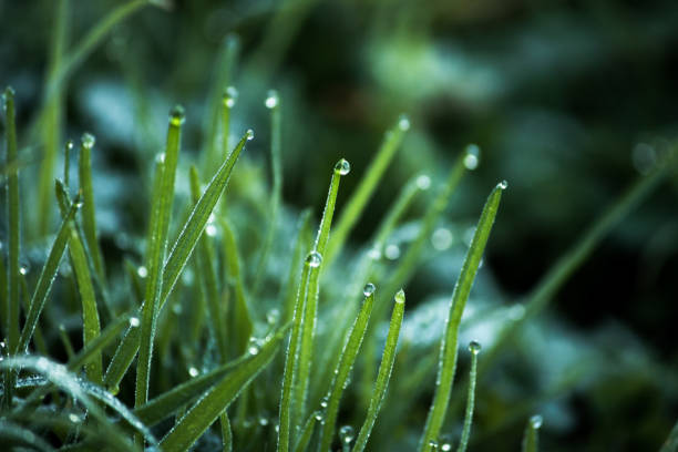 Macro nature background of water droplet on green grass