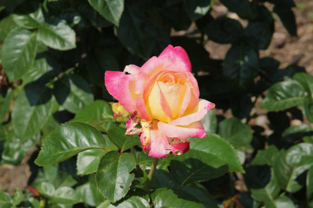 istock Pink and Yellow Rose Starting to Open 1165966188