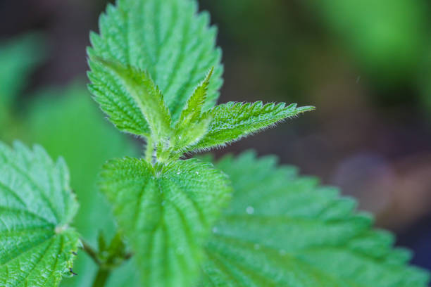 istock Close-up image of wet stinging nettle leaves after a rain 1165967914