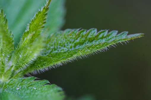 Close-up image of wet stinging nettle leaves after a rain