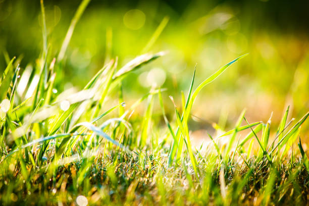 istock Green Grass With Water Droplets, Macro Nature Background 1165969309
