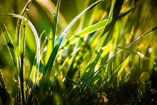 Macro nature background of water droplet on green grass