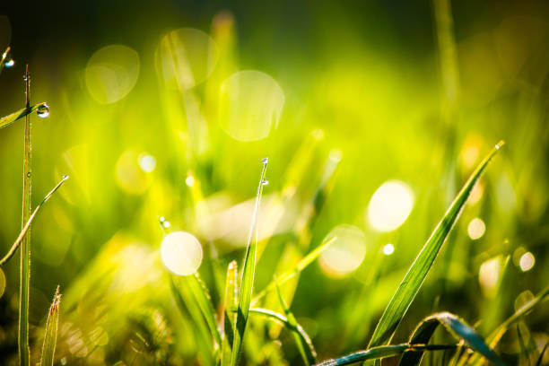 istock Green Grass With Water Droplets, Macro Nature Background 1165970137