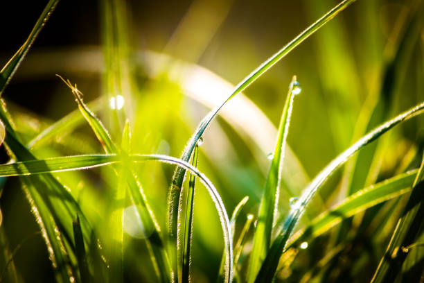 Macro nature background of water droplet on green grass