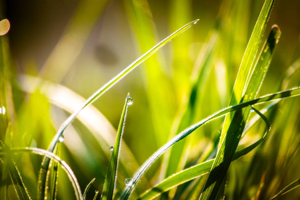 Green Grass With Water Droplets, Macro Nature Background Macro nature background of water droplet on green grass The Allure of Bentgrass: stock pictures, royalty-free photos & images