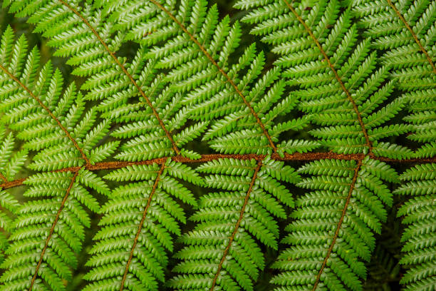 istock Fern Plant, Nature Background 1165972188