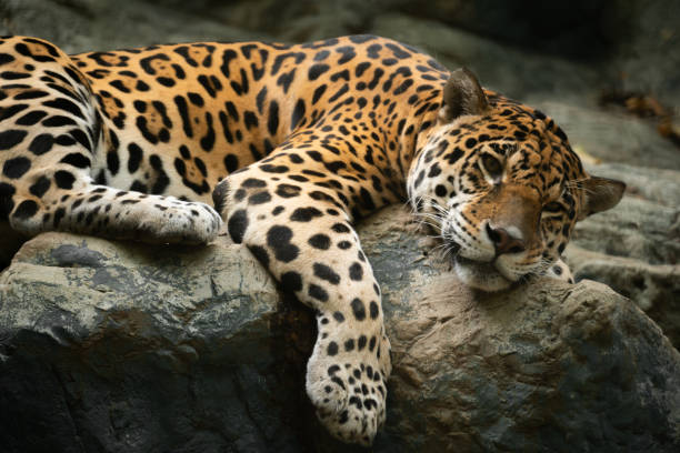 jaguar resting on the rock in zoo