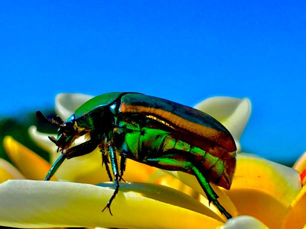 green june bug / cotinis nitida macroinvertebrate beetle samuel howell stock pictures, royalty-free photos & images