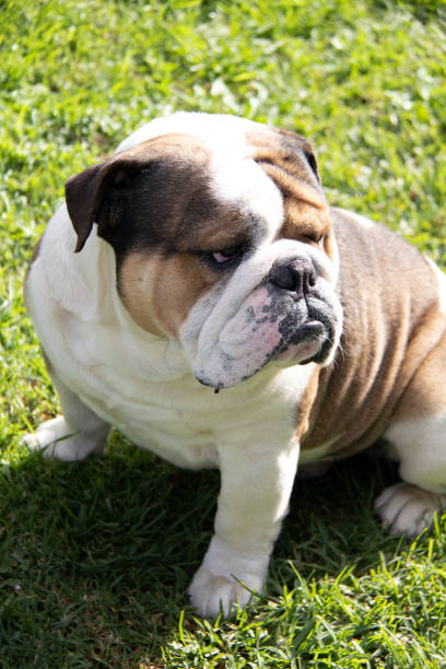 istock Bulldog, Sitting, Looking away, Dog 1165974501