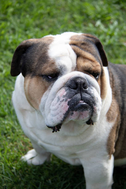 istock British, Bulldog, Looking away, 1165974520
