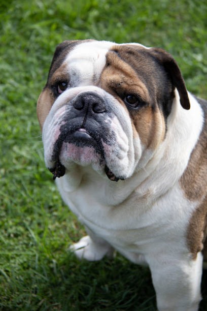 istock British Bulldog, Sitting, Animal 1165974553