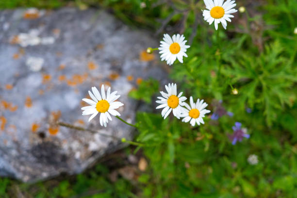 istock blooming daisies near gray stone 1165978049