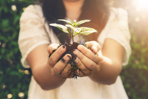 istock Young plant tree sprout in woman hand. 1165979922