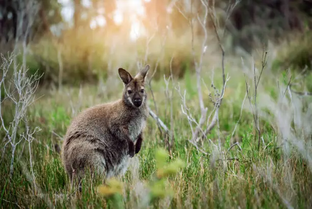 Wild wallaby hopping in bushes in Tasmania, Australia.