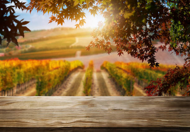 wood table in autumn vineyard country landscape. - table grape imagens e fotografias de stock