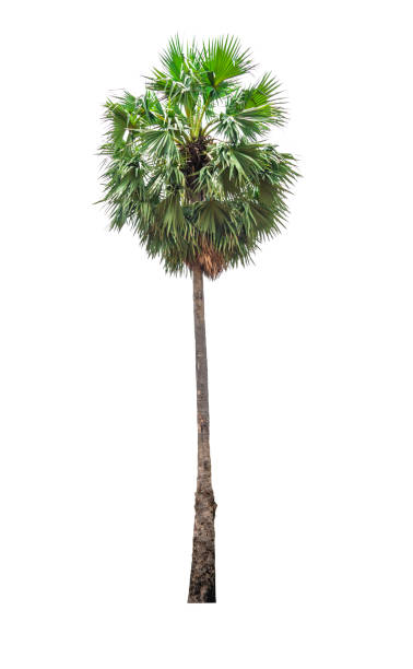 istock Green palm tree isolated on white background of file with Clipping Path 1165985752