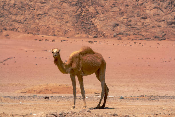 istock A one hump Dromedary camel (camelus dromedarius) in the Sinai desert, Egypt 1165988245