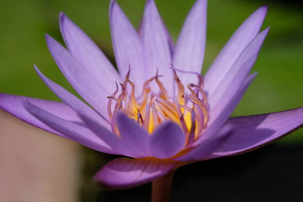 istock Closeup Purple lotus 1165989109