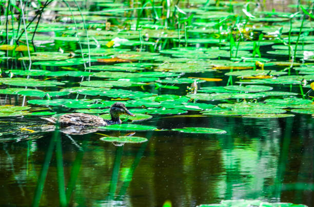 istock A duck swimming on a small lake 1165989679