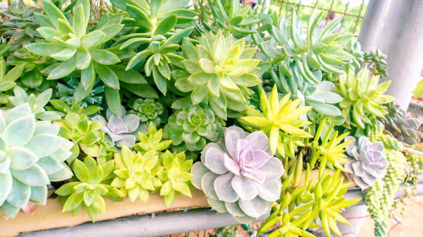 istock Close-Up Of Cactus Succulent Plant 1165989877