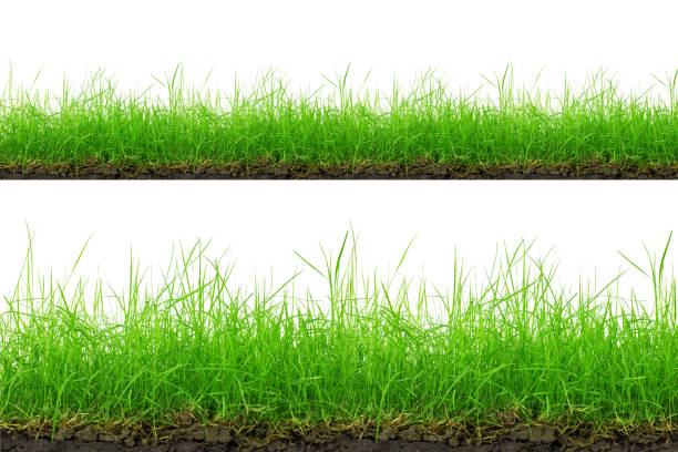 istock Green Grass Border isolated on white background. 1165990592