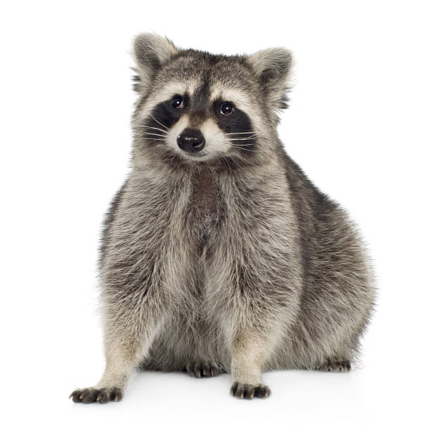 istock A 9 month old raccoon Procyon motor with white background 116599076