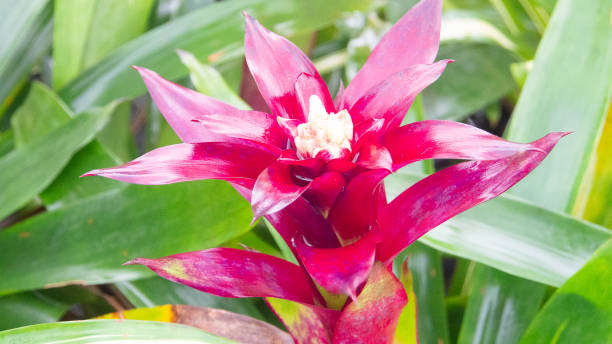istock Beautiful guzmania magnifica flower 1165991337