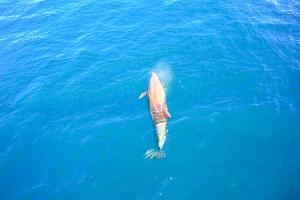 istock Top view of bottlenose dolphins in sea water. 1165992018