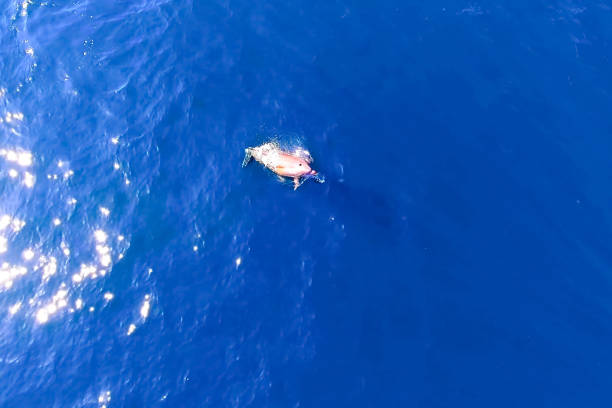 istock Top view of bottlenose dolphins in sea water. 1165992033