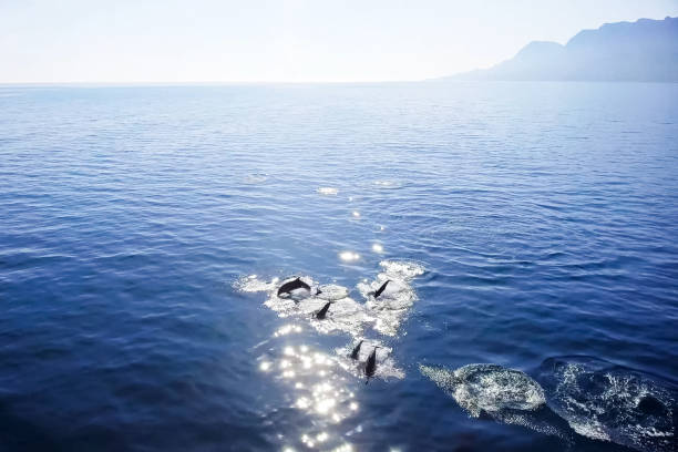 Top view of bottlenose dolphins in sea water. Top view of bottlenose dolphins in sea water. wild dolphins in the black sea. hermanus stock pictures, royalty-free photos & images