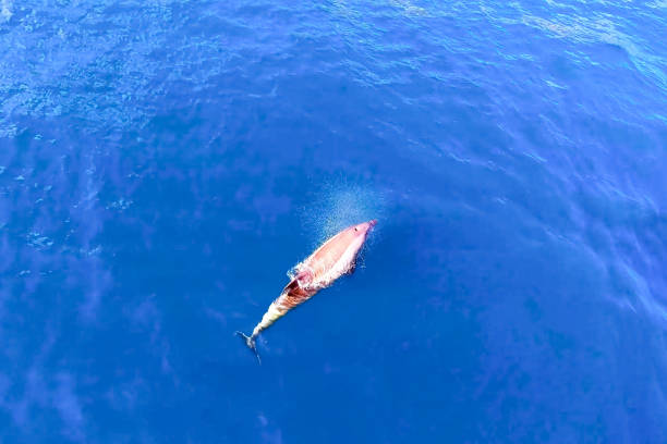 istock Top view of bottlenose dolphins in sea water. 1165992066