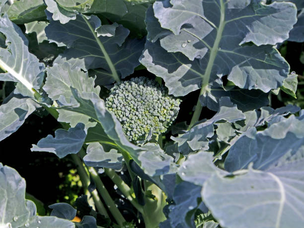 istock ripening broccoli in the garden 1165993679