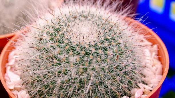 istock Close-Up Of Cactus Succulent Plant 1165993820