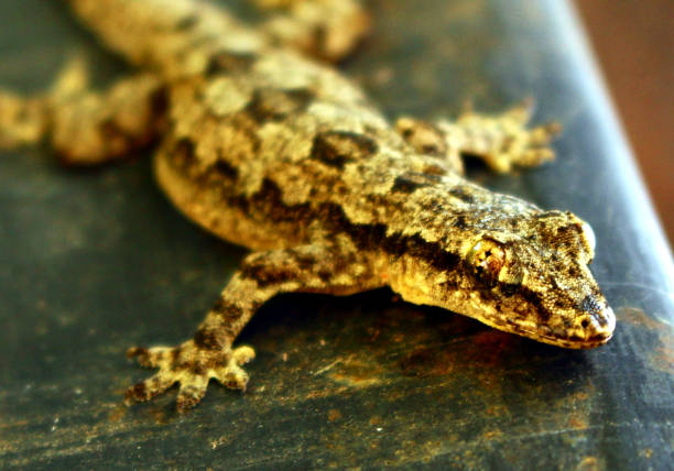 istock close-up lizard  in Thailand. 1165993903
