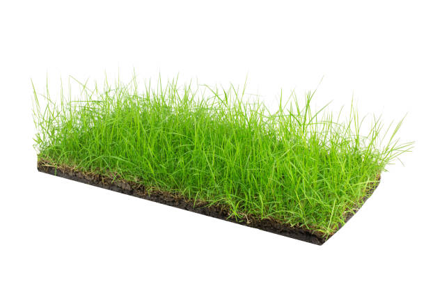 istock round soil ground cross section with earth land and green grass, 1165994599