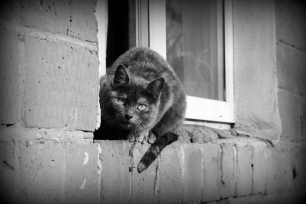 istock Gray cat sitting by the window on a brick wall on a sunny day, black and white 1165995757