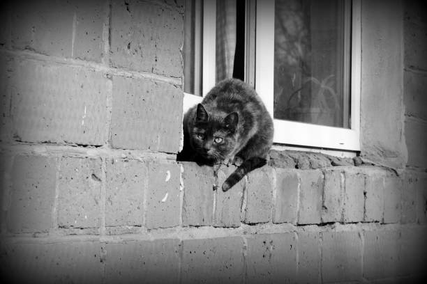 istock Gray cat sitting by the window on a brick wall on a sunny day, black and white 1165995872