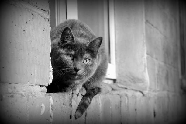 istock Gray cat sitting by the window on a brick wall on a sunny day, black and white 1165996259