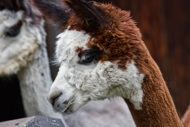 istock Alpaca in the summer 1165997042
