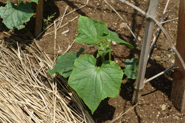 istock Cucumber seedlings in the field 1165997199