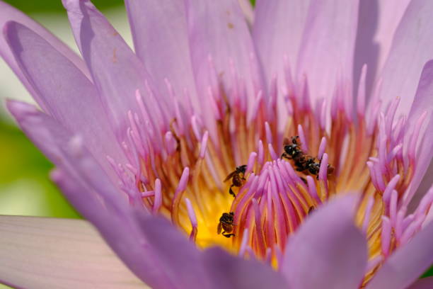 istock Closeup Purple lotus 1165999024