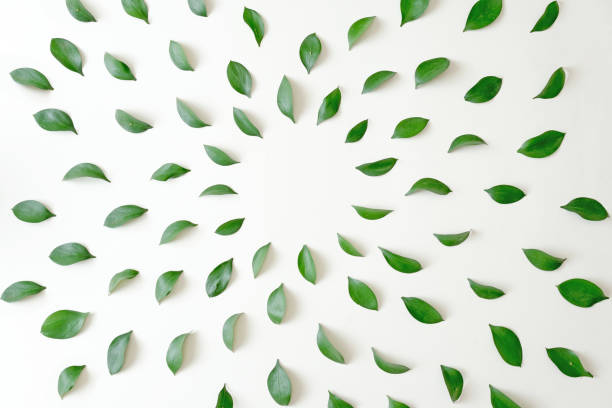 istock green leaves frame flat lay on white background 1165999138