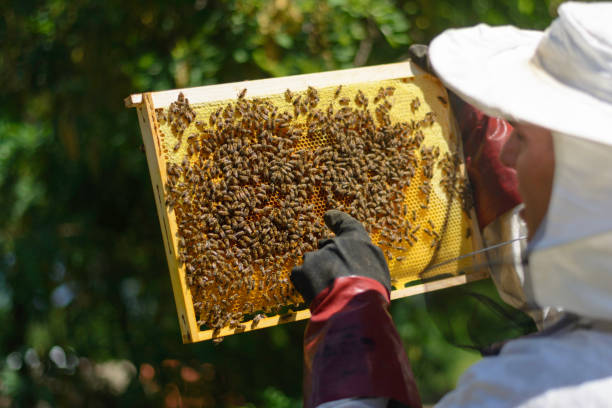 apicultor en ropa de trabajo protectora que inspecciona el marco con panal de abejas - examining medicine healthcare and medicine beauty in nature fotografías e imágenes de stock