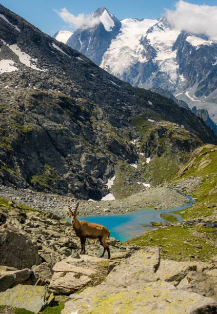 ibex dans les alpes suisses - animal track photos photos et images de collection