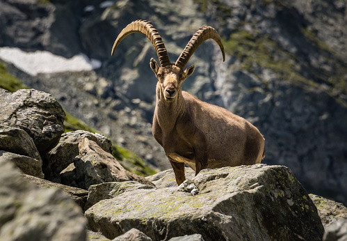 A male Ibex with large horns standing amongst a boulder field in the Swiss alps.