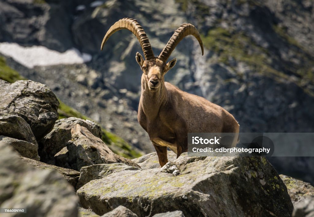 Ibex in the Alps of Switzerland A male Ibex with large horns standing amongst a boulder field in the Swiss alps. Ibex Stock Photo
